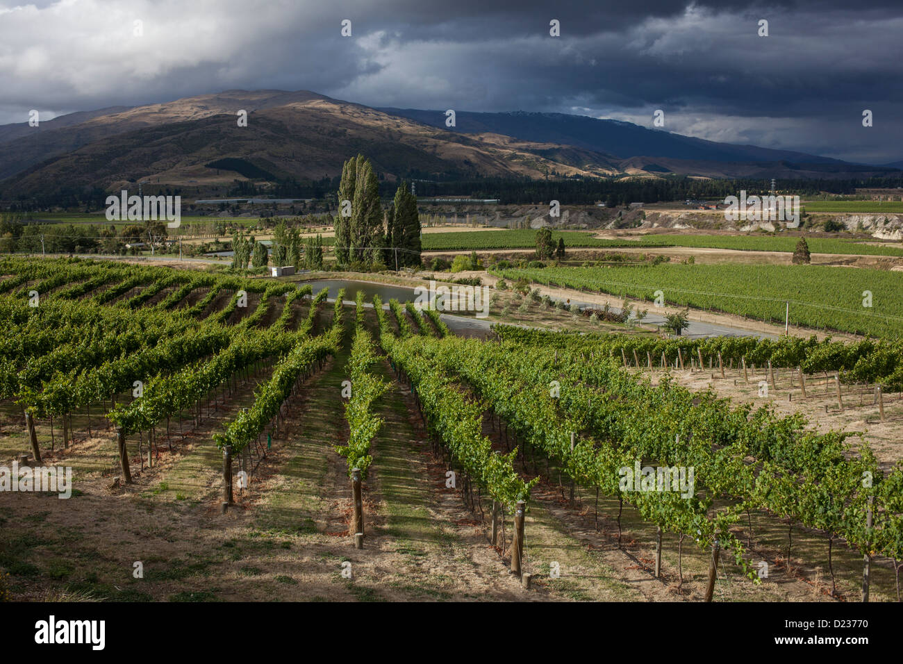 New zealand vineyard hi-res stock photography and images - Alamy