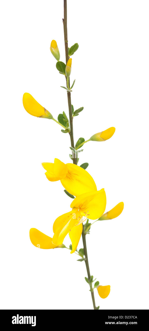 yellow broom (Cytisus scoparius) on white background Stock Photo