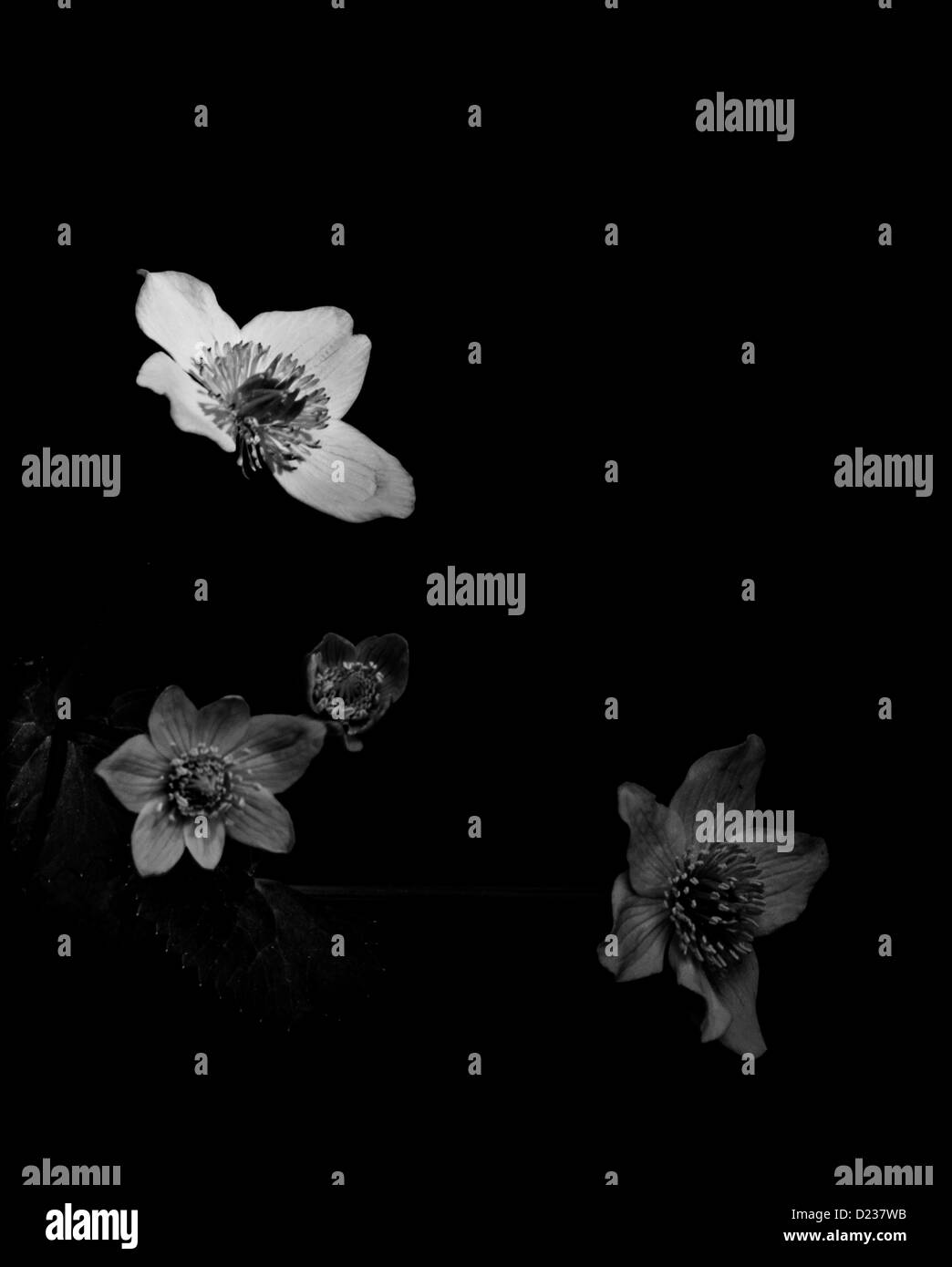 Flowers On Black Background - Four heads of flowering celandine (Chelidonium majus) in black and white Stock Photo