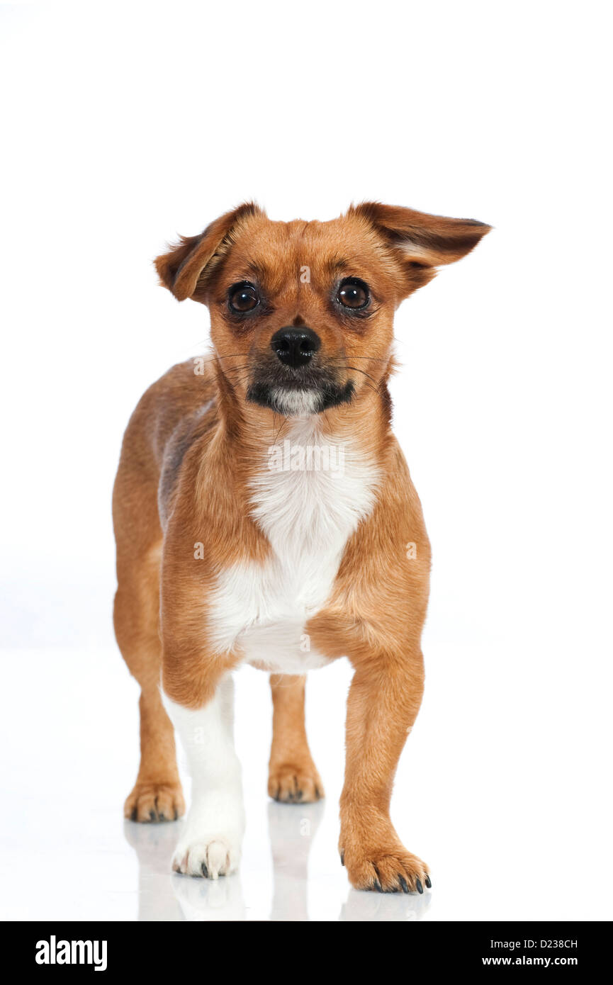 Mixed breed dog isolated on white Stock Photo - Alamy