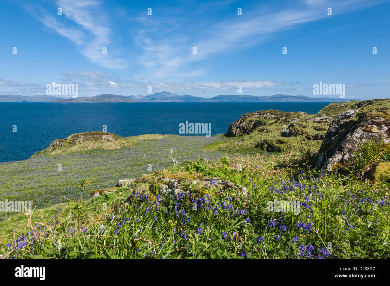 Blue bells on Lunga Treshnish Islands Argyll & Bute looking over to Isle of Mull Scotland Stock Photo