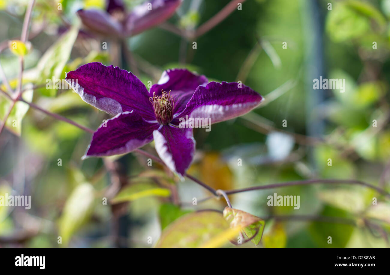 Devon flower hi-res stock photography and images - Alamy