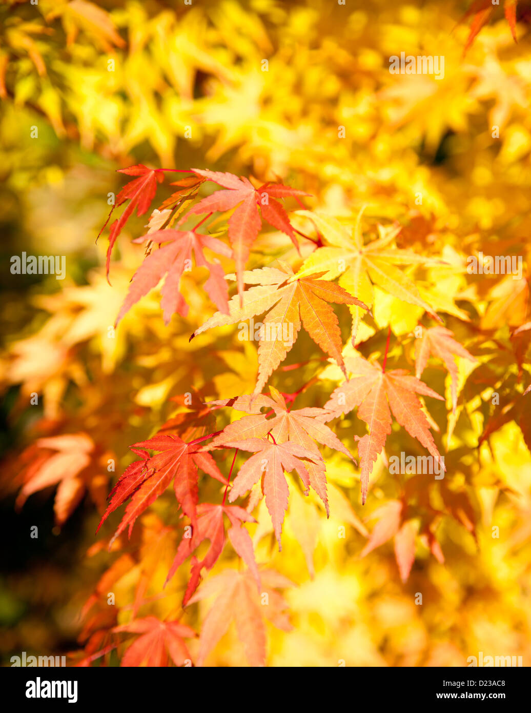 Yellow and orange Japanese maple tree leaves Stock Photo - Alamy