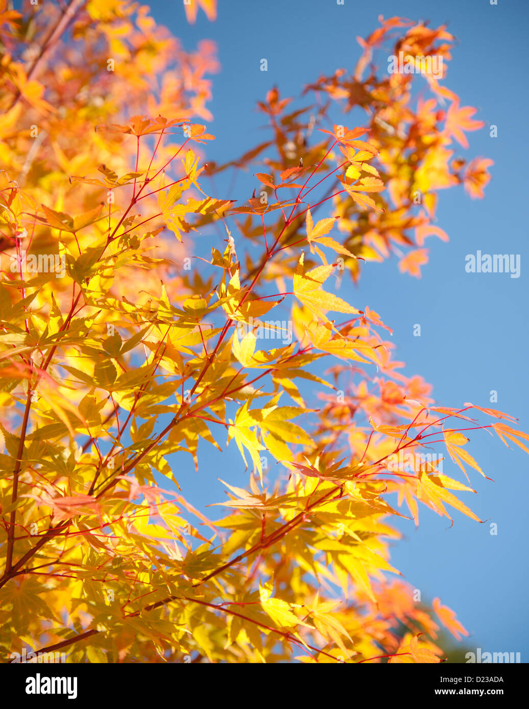 Yellow and orange Japanese maple tree leaves against blue sky Stock ...