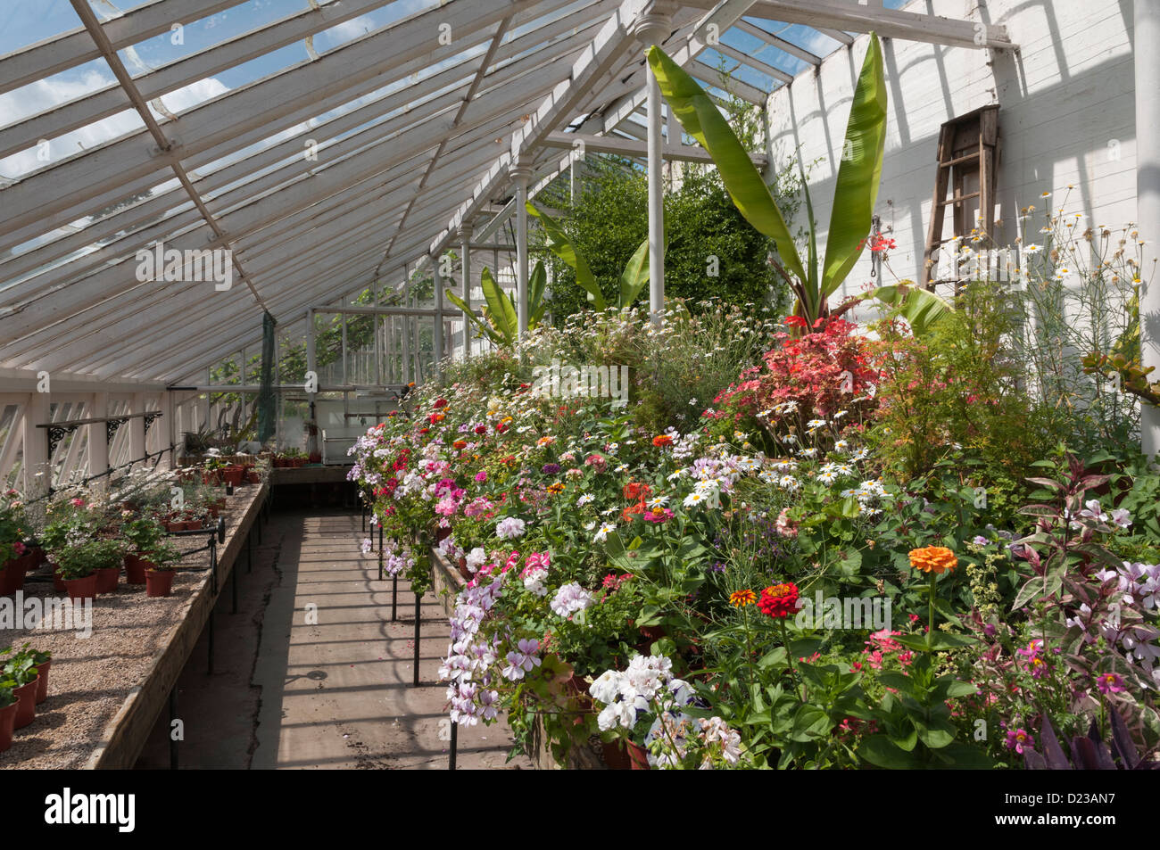 Flowers in greenhouse Drummond Castle Gardens nr Muthill Perth