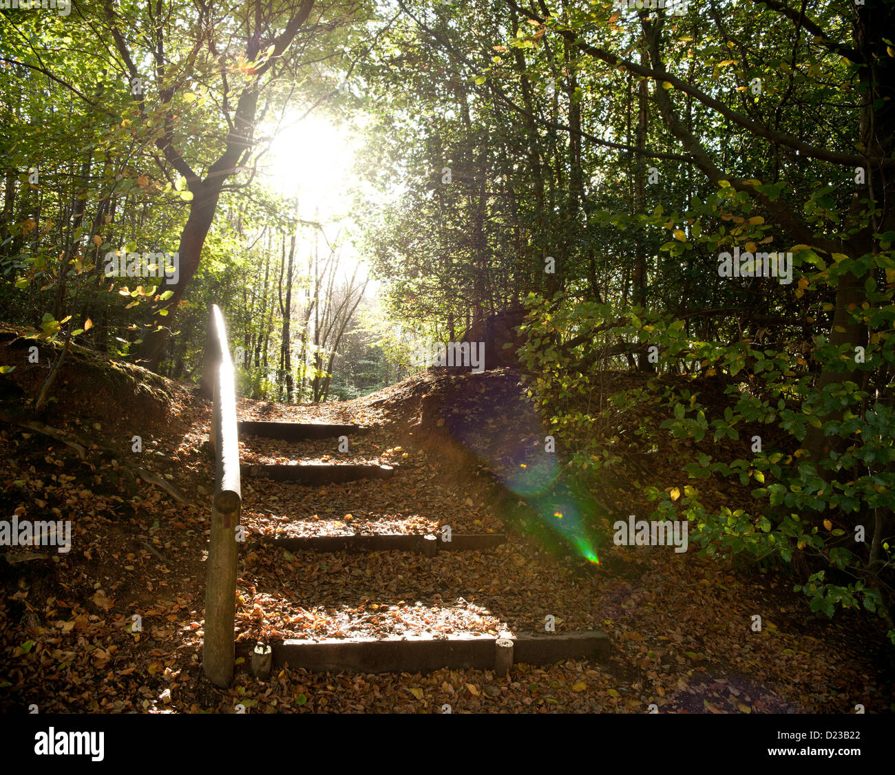 A flight of steps on a woodland path in autumn Stock Photo