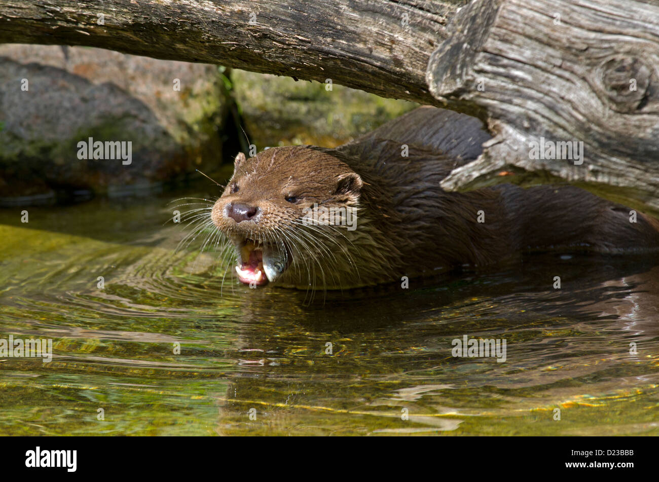 European otter / Lutra lutra Stock Photo
