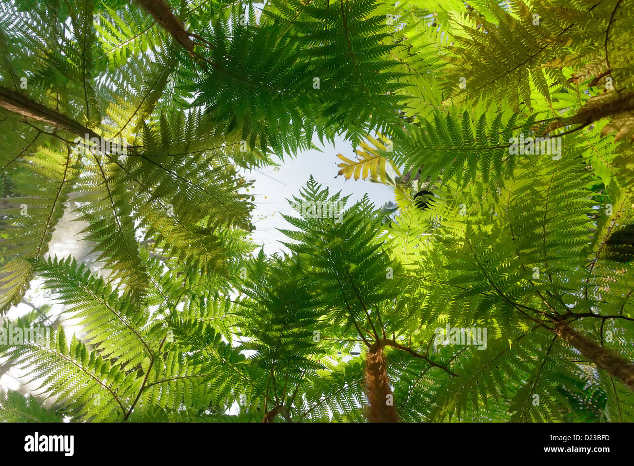 Tropical tree fern background Stock Photo