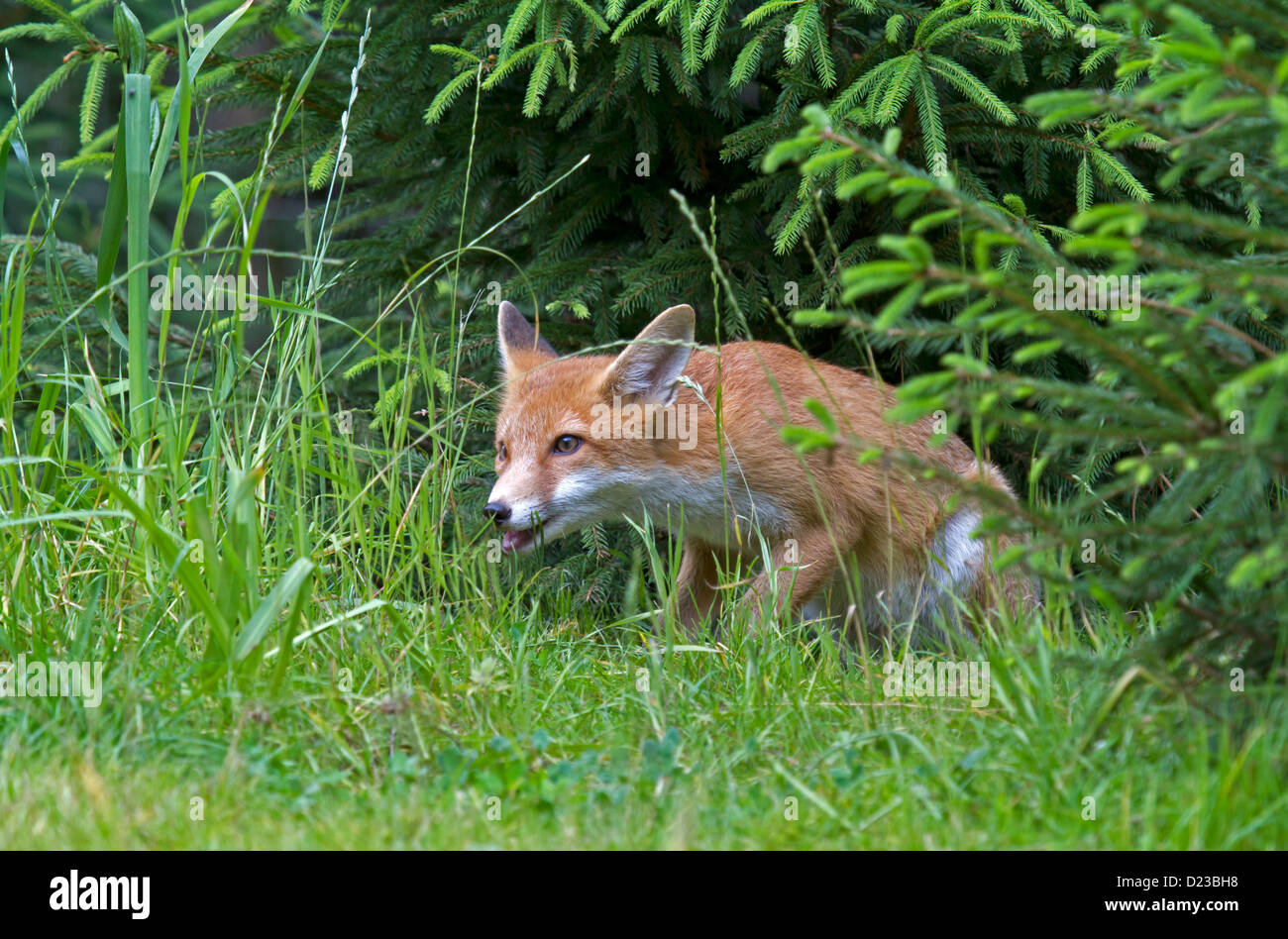 Young red fox / Vulpes vulpes Stock Photo