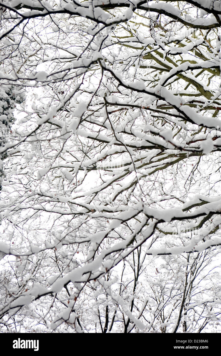 Snow covered trees and branches in the UK in December Stock Photo Alamy