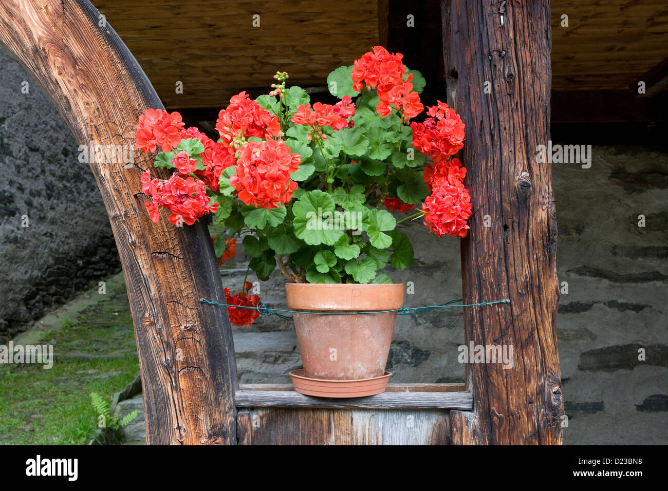 Piemonte: Pedemonte - Walser house detail - geranium in pot Stock Photo