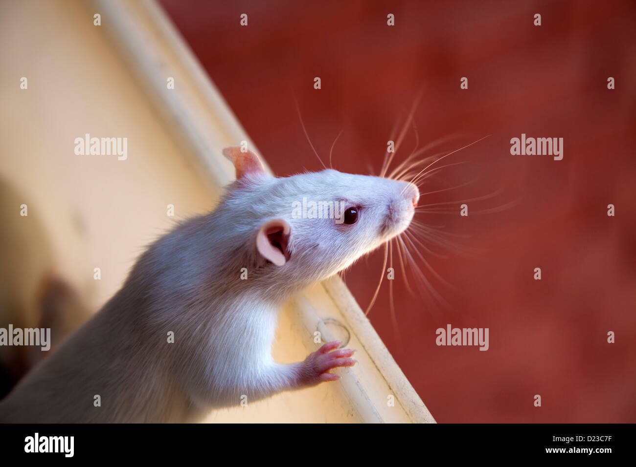 Rat, Laboratory, Mammal, Mite, white rat, Medical Use, Dissection, Rodent, Research, Caucasian, Flea, Scientific Experiment Stock Photo