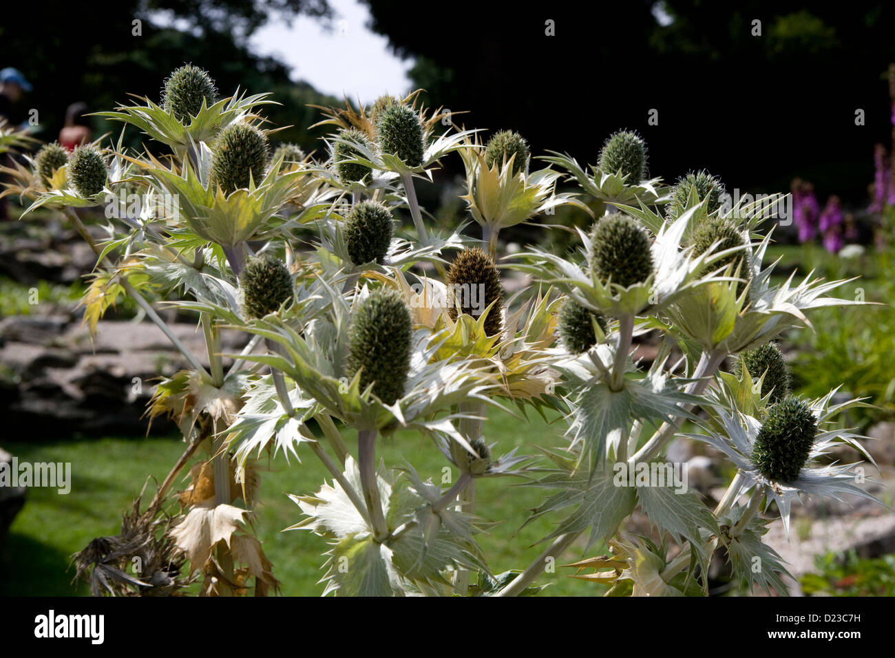 Piedmont Monte Mottarone Giardino Alpino / Eryngium giganteum Stock