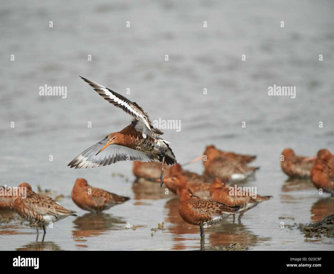 Black-tailed Godwit in flight Stock Photo - Alamy