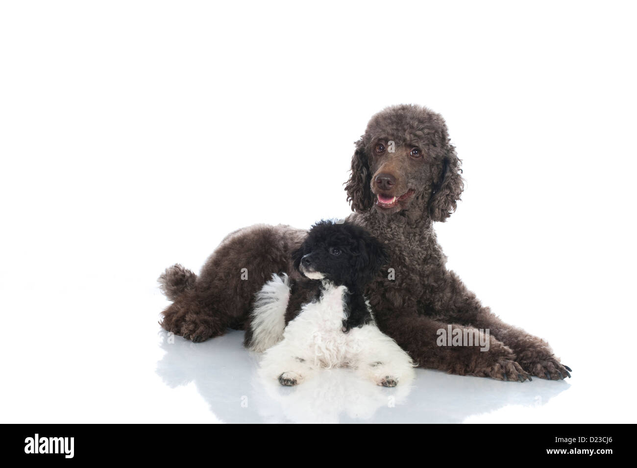 Two poodles lying side by side Stock Photo - Alamy