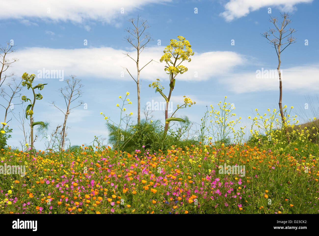 Segesta, Italy, Sicilian flower meadow in spring Stock Photo