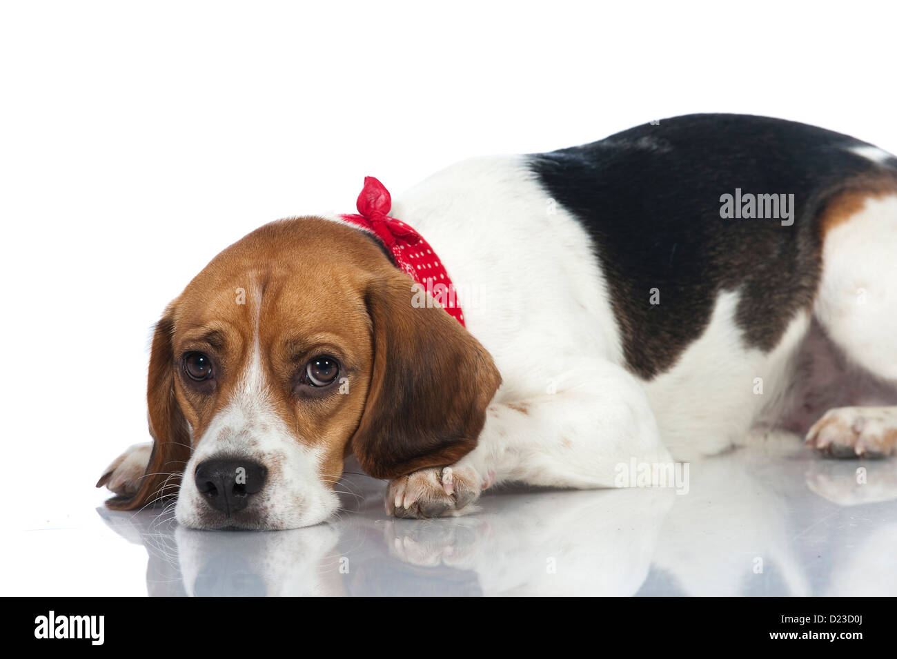 Beagle dog isolated on white background Stock Photo - Alamy