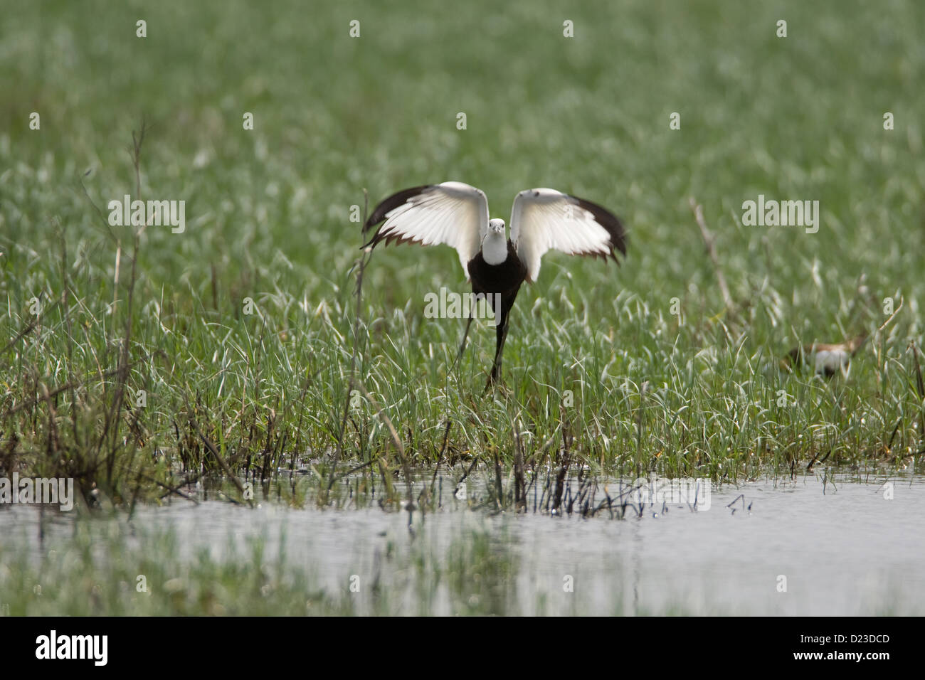 The handsome Pheasant tailed Jacana Hydrophasianus chirurgus at the Uran wetlands near Mumbai getting ready for a flight Stock Photo