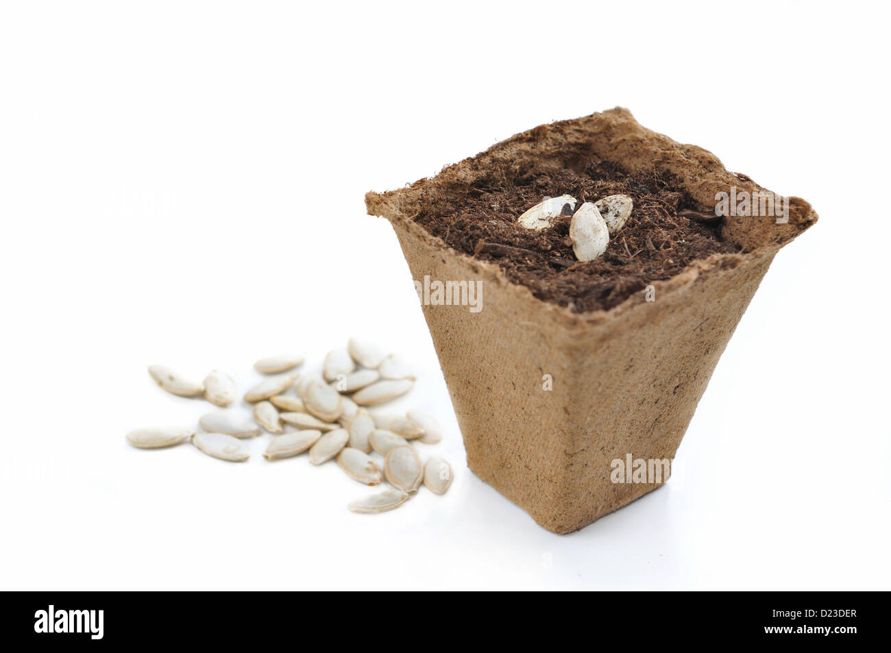 biodegradable peat pot for seedlings isolated on white background Stock Photo