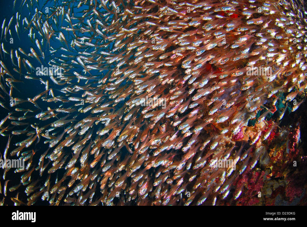Hundreds of glassfish near a reef in Raja Ampat, West Papua, Indonesia