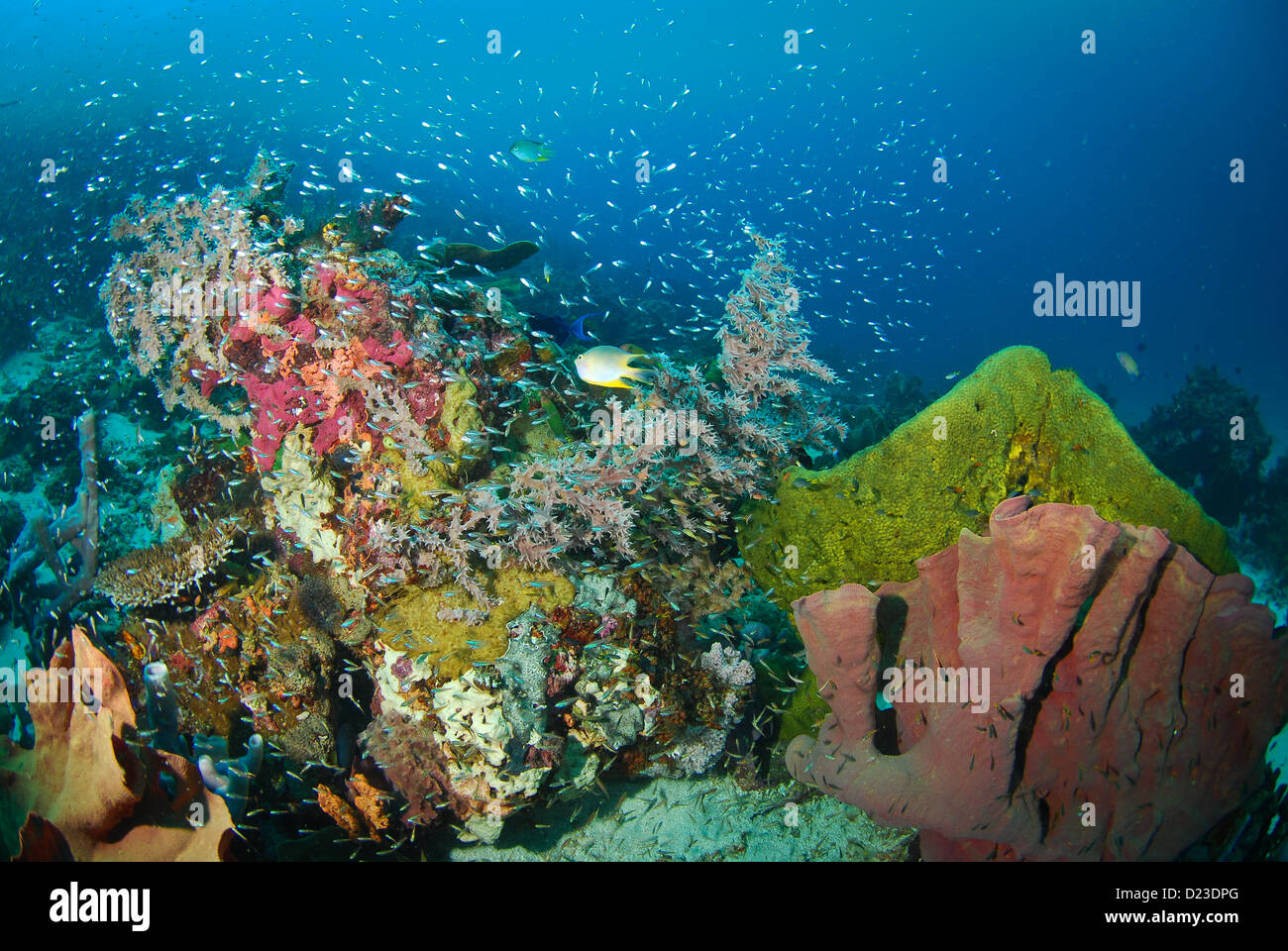 Perfect Stony Coral Acropora Sp by Ifish