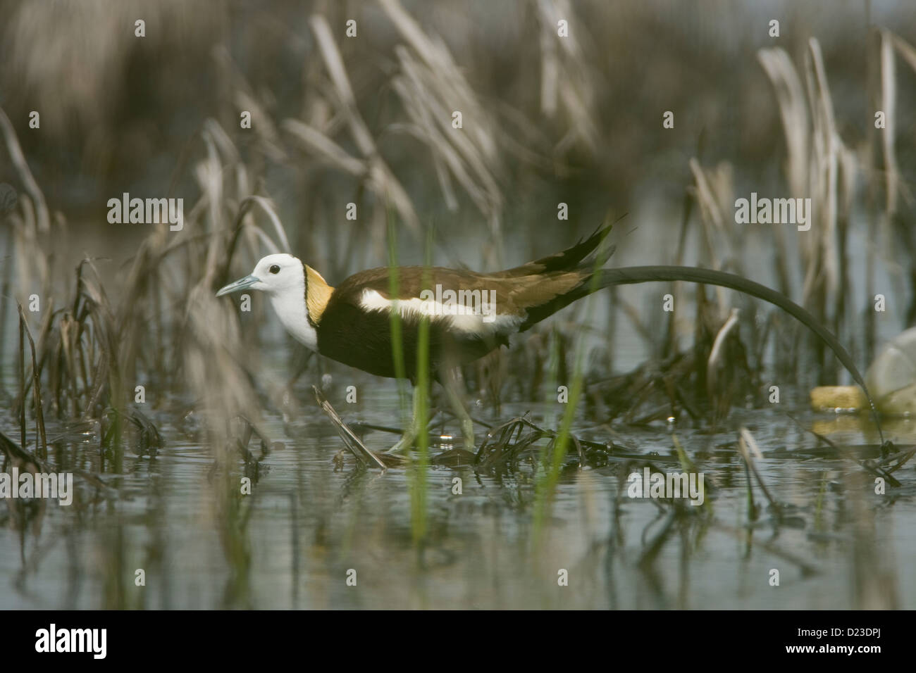 The handsome Pheasant tailed Jacana Hydrophasianus chirurgus at the Uran wetlands near Mumbai getting ready for a flight Stock Photo
