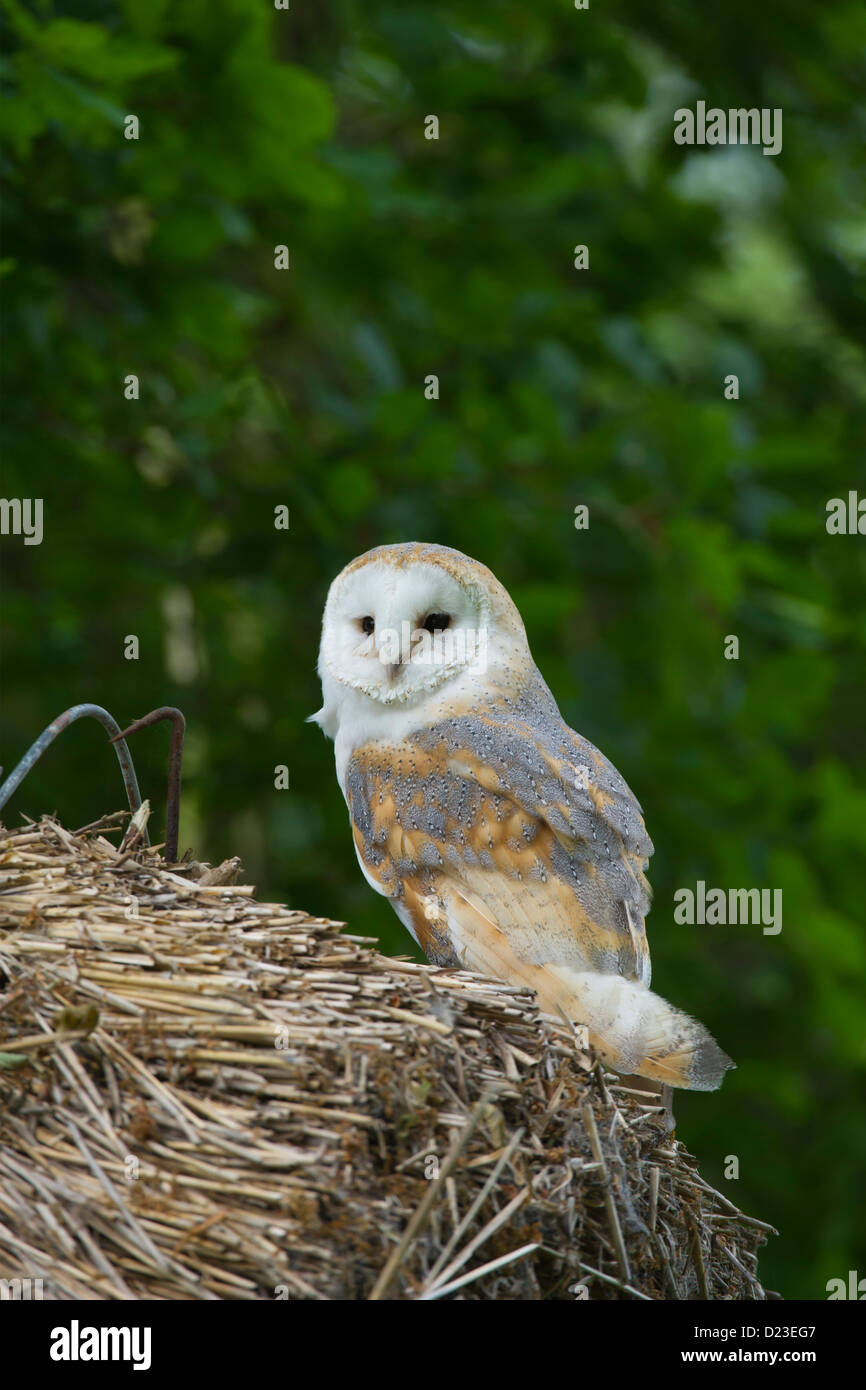 Barn Owl on a thatched roof Stock Photo