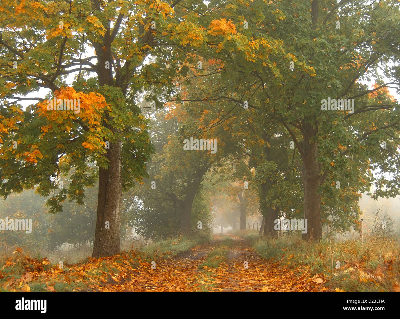 Autumn road in the fog Stock Photo - Alamy
