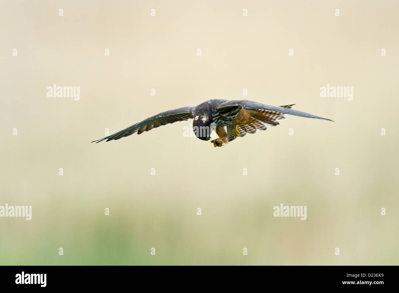 Hobby catching dragonflies Stock Photo