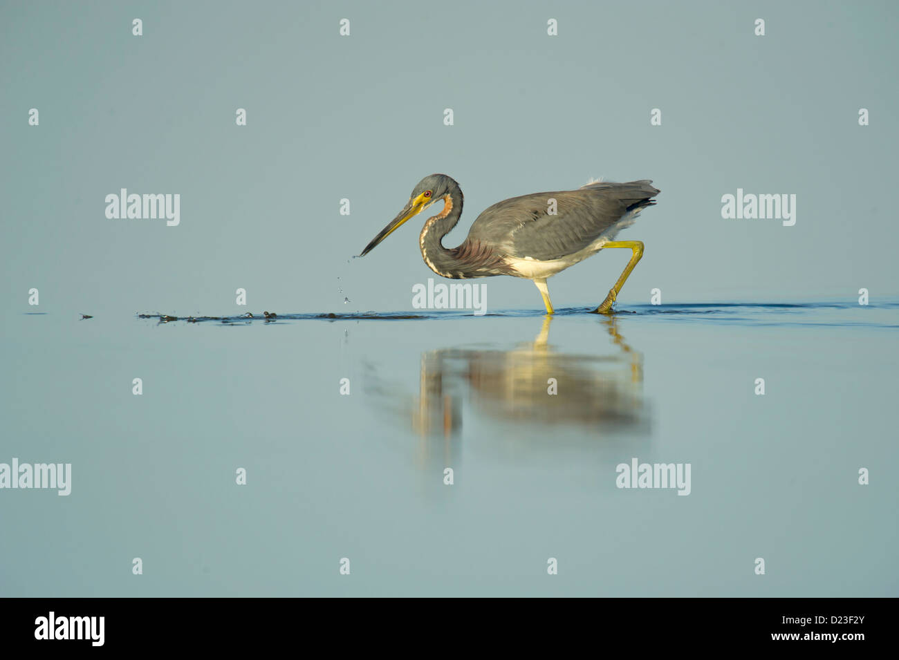 Tri Colored Heron fishing in the sallows Stock Photo