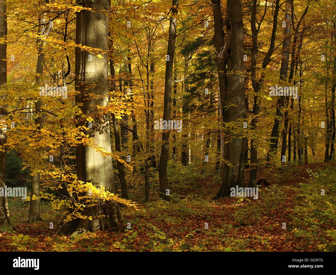 Yellow leaves on the branches hi-res stock photography and images - Alamy