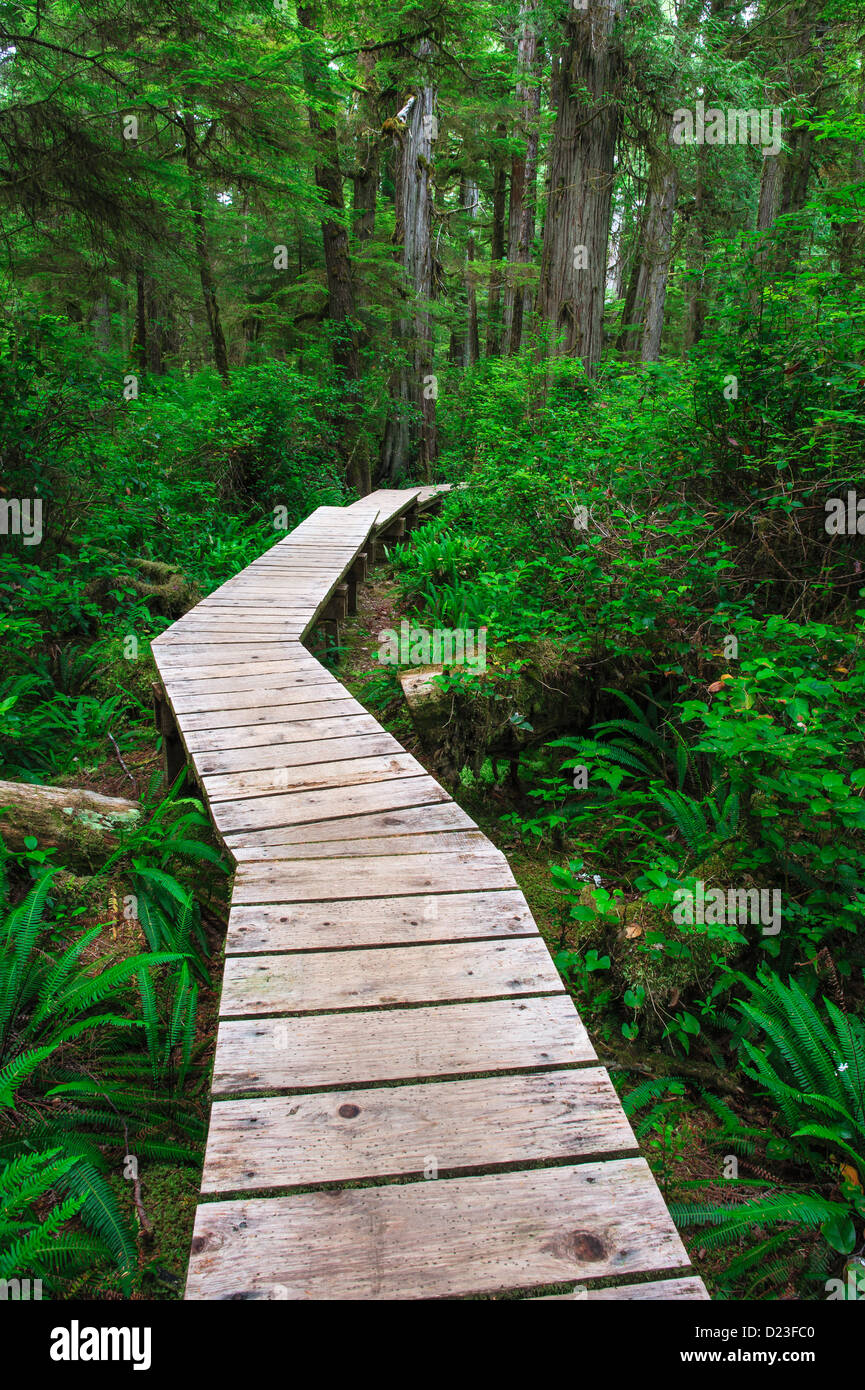 Forest trail in Rainforest on Vancouver island, British Columbia, Canada Stock Photo