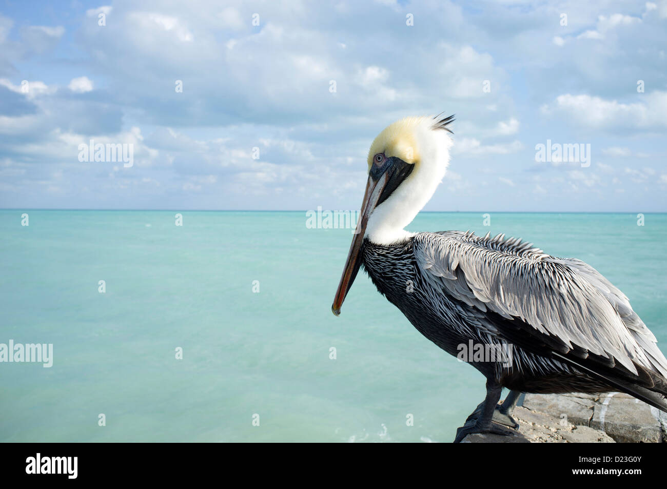 Pelican, Key West, Florida Keys, Florida, USA Stock Photo