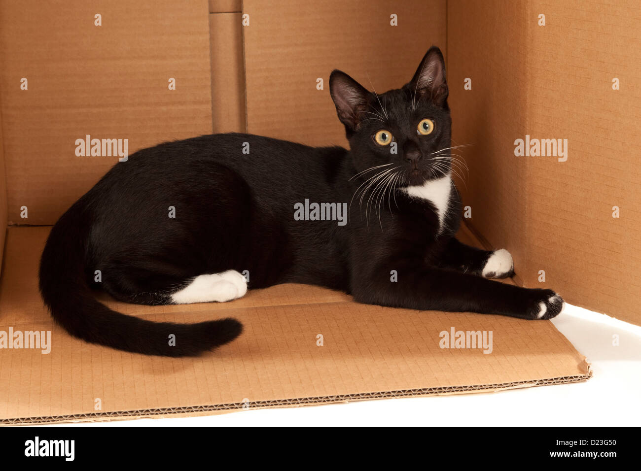 A young black and white cat lying in a cardboard box Stock Photo
