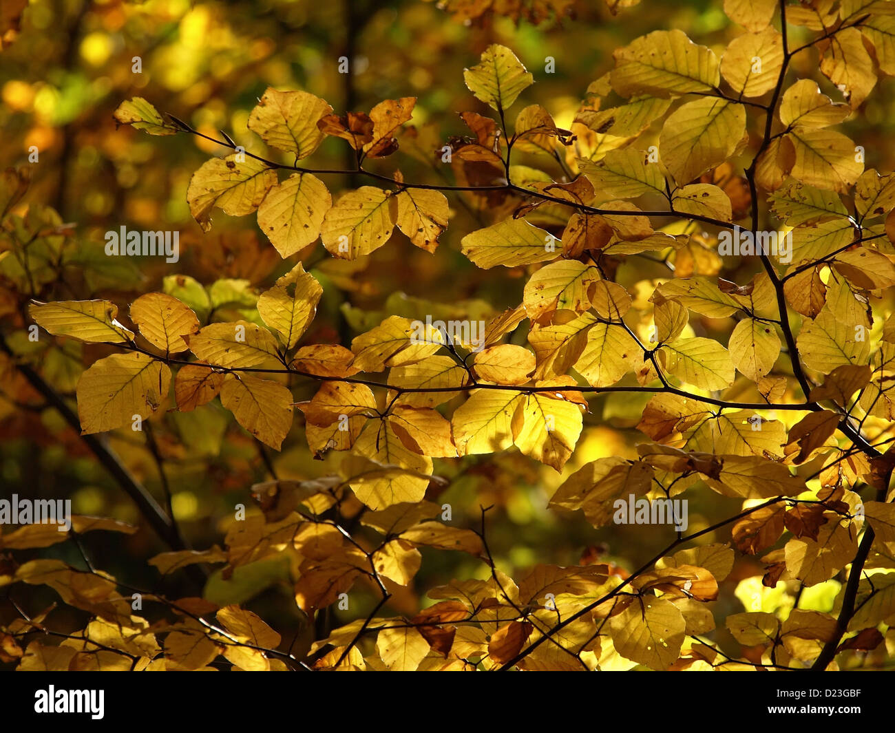 autumn branches full of gold leaf Stock Photo