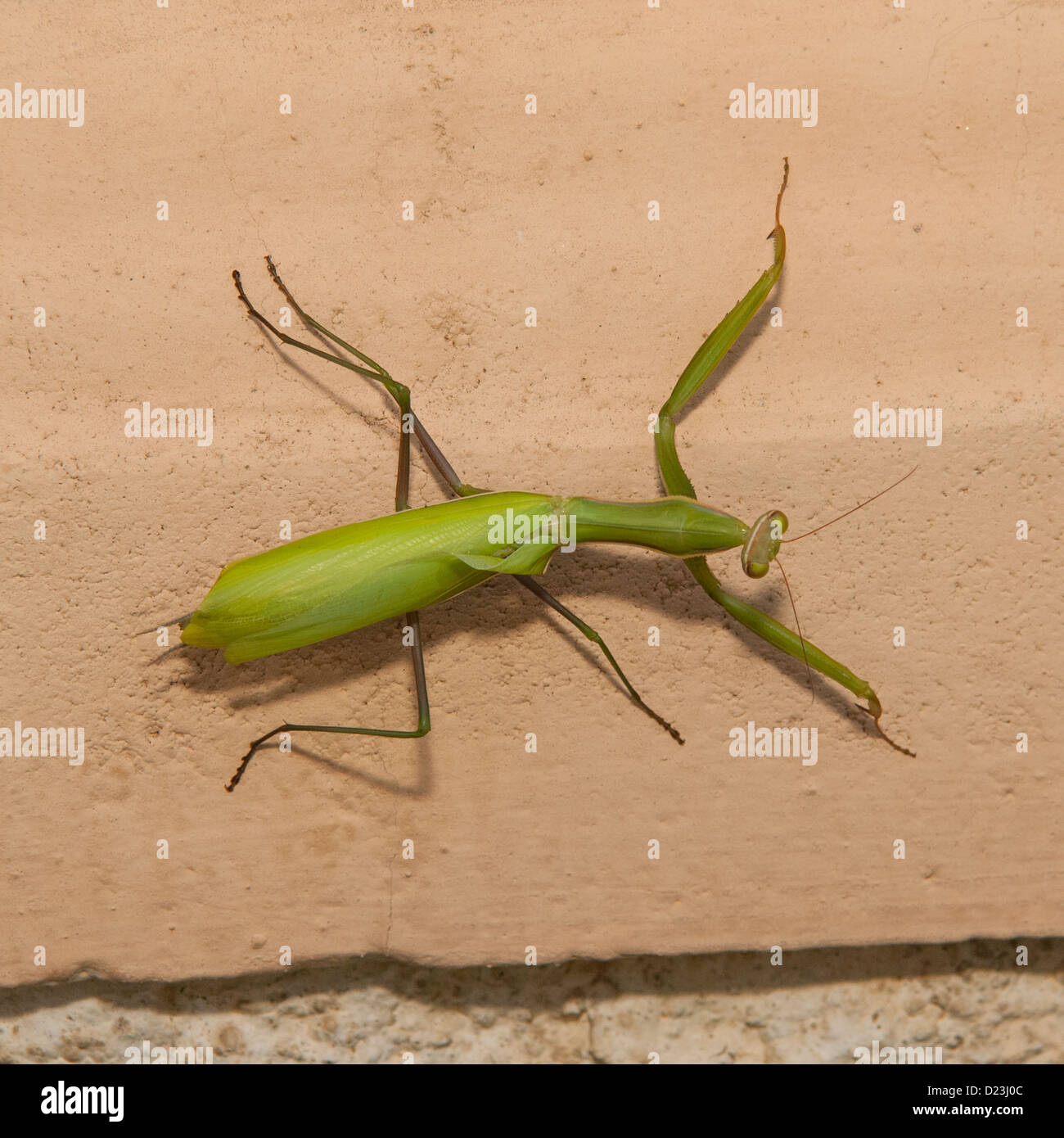 A European Praying Mantis ( Mantis religiosa ) in Spain Stock Photo