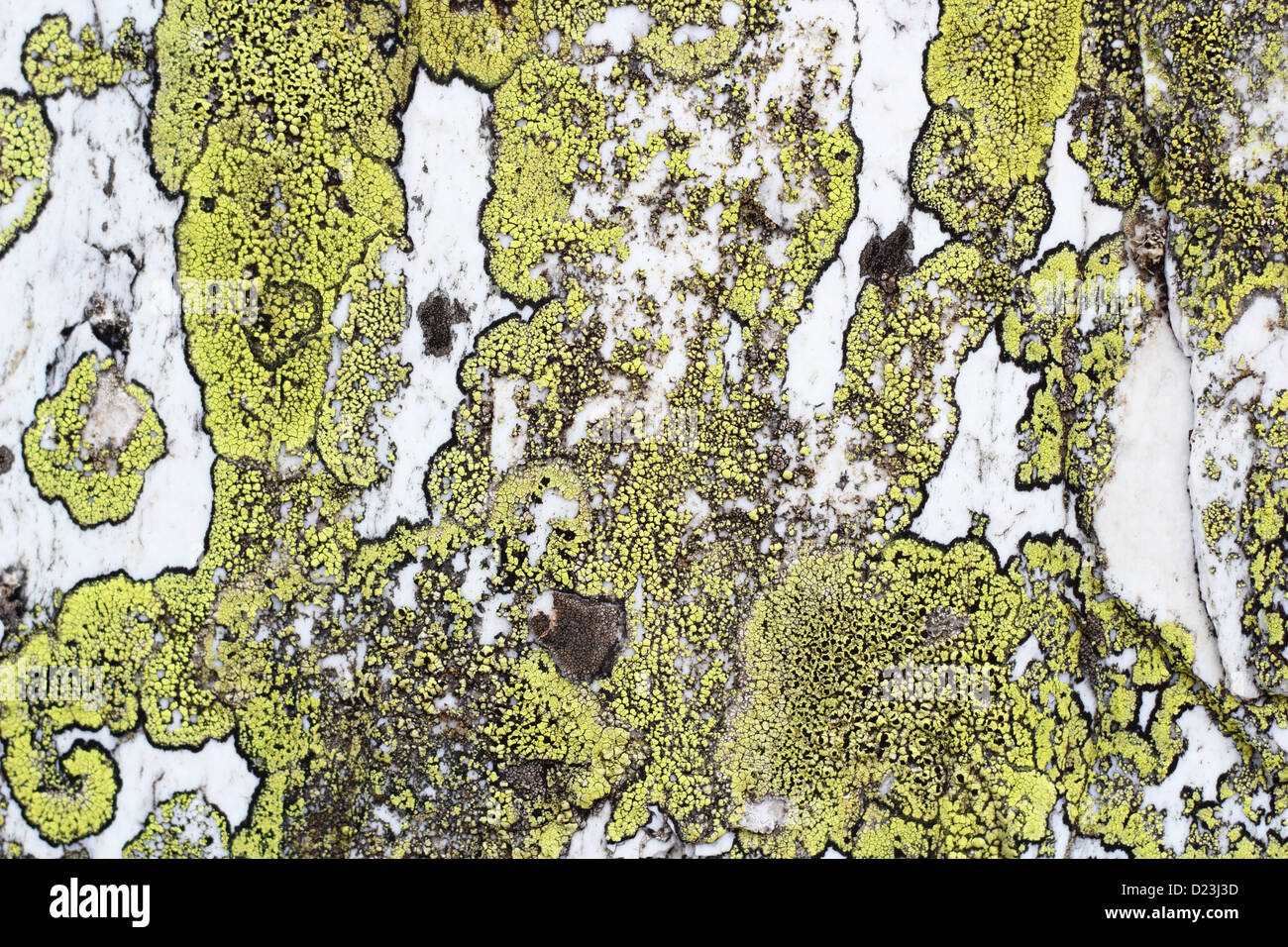 detail of green moss on a white stone Stock Photo