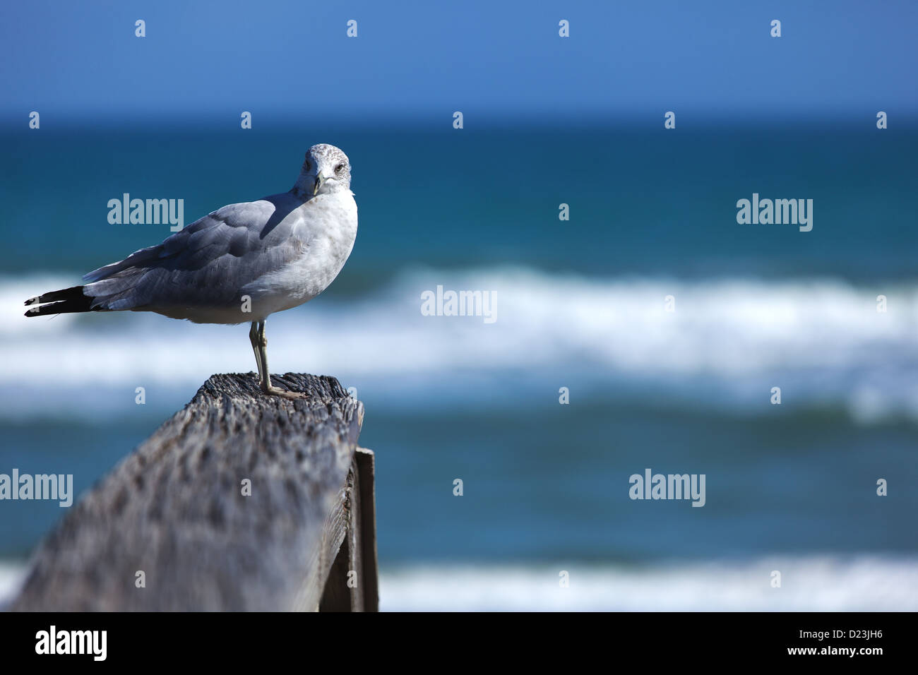 A seagull on a dock. Stock Photo