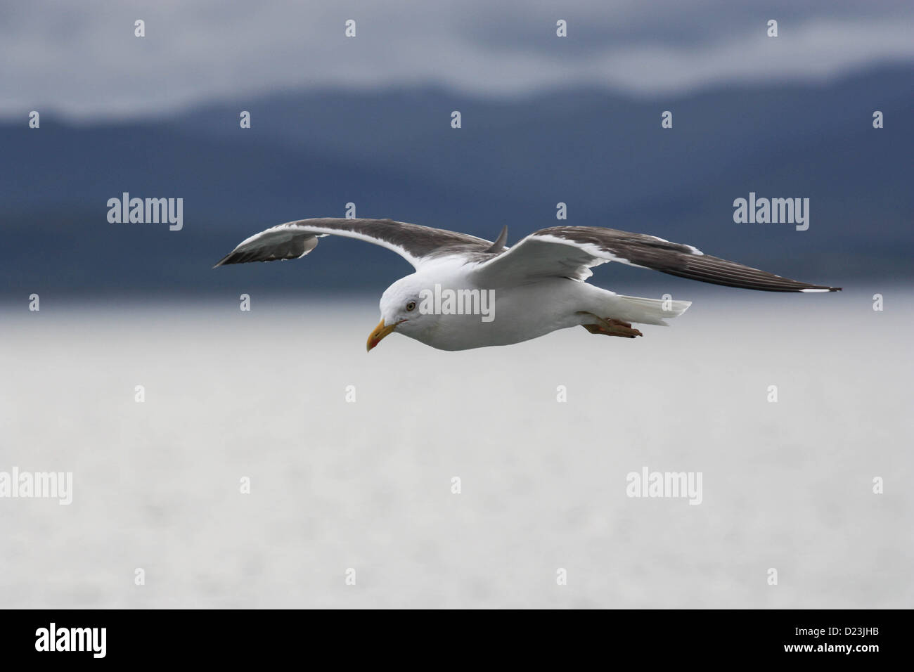 A Common UK Seagull in flight. Stock Photo