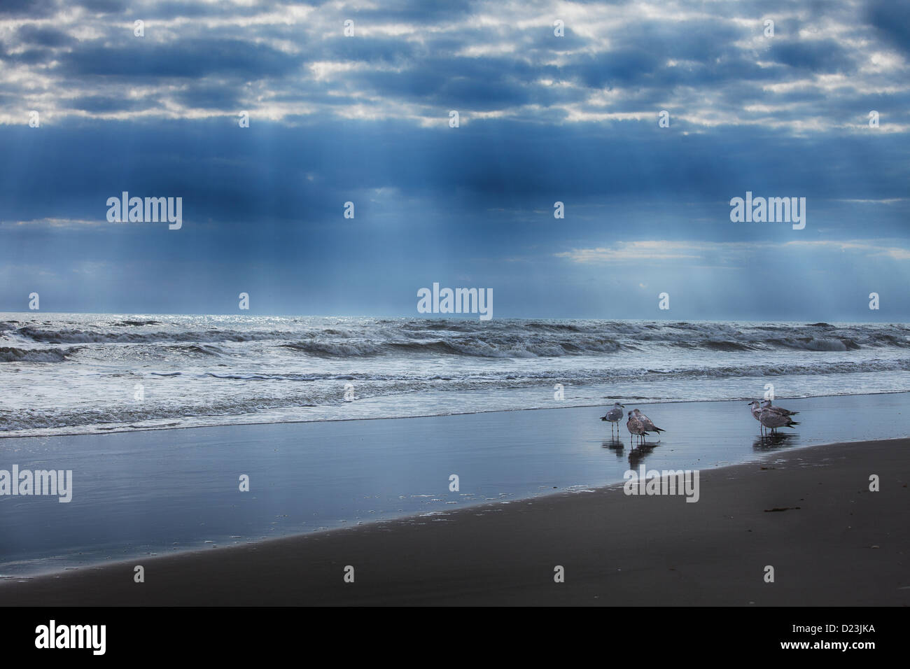 Four seagulls on the beach. Stock Photo