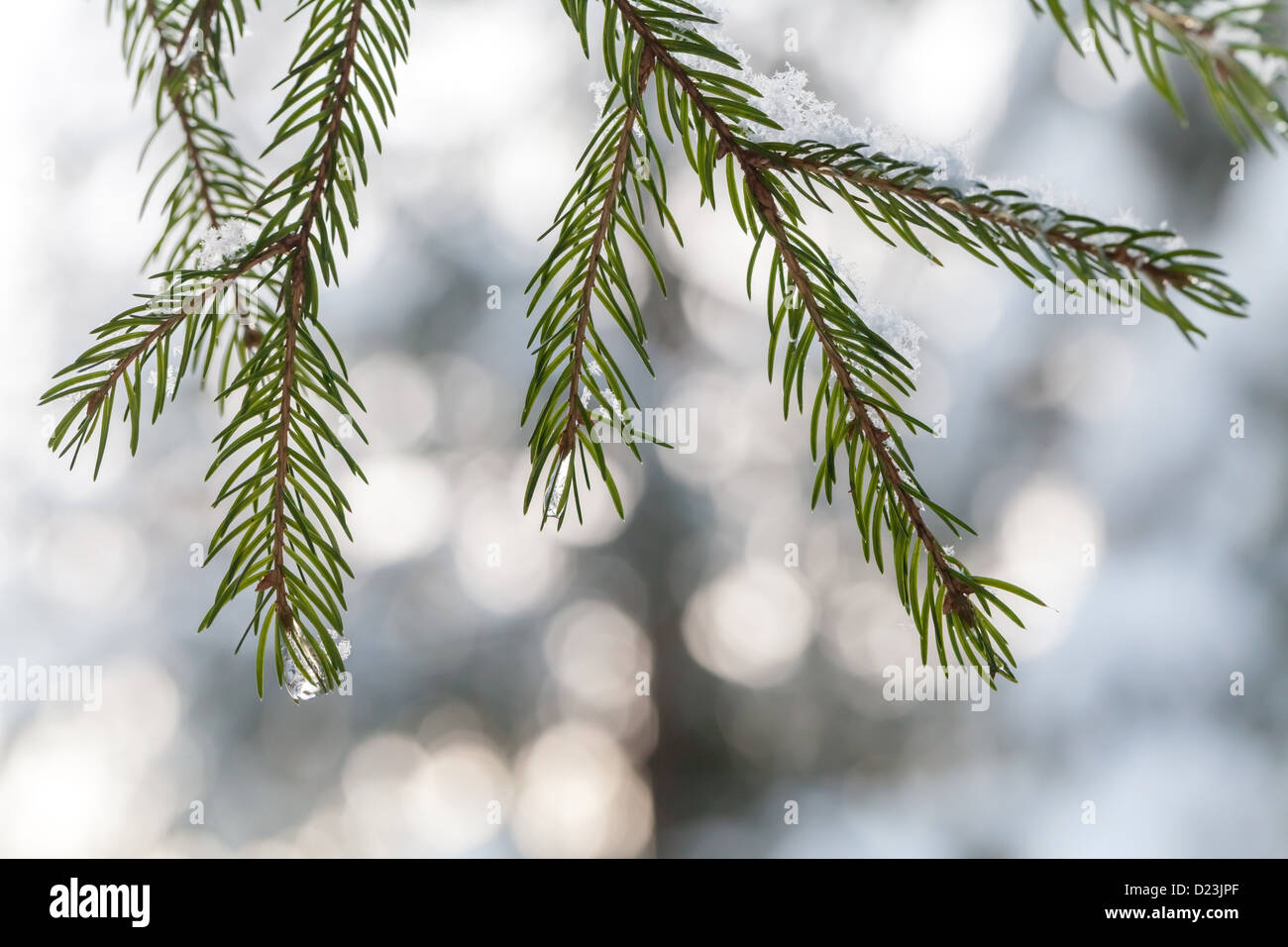 Fir tree branches with snowflakes and frozen water drops on it Stock Photo