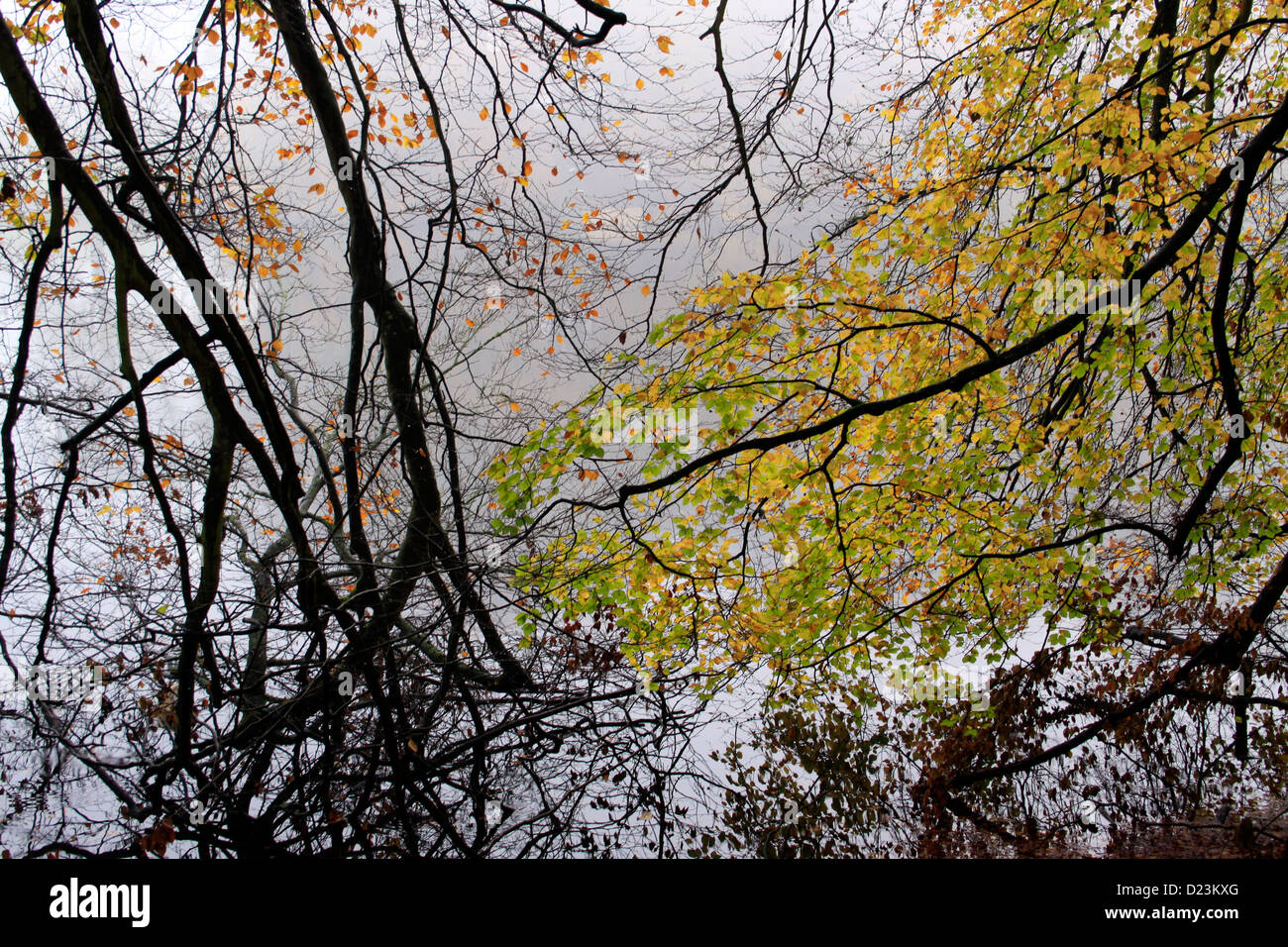 Overhanging leaves branches hi-res stock photography and images - Alamy