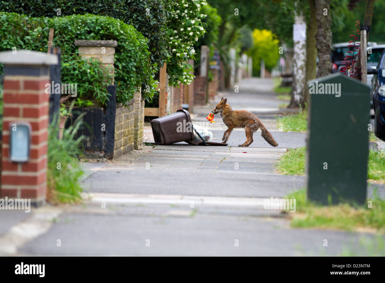 Red fox (Vulpes vulpes) raiding bin in residential street, London Stock Photo