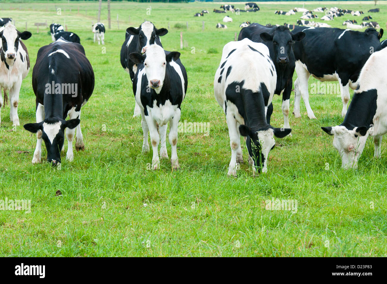 herd of cows in the pasture Stock Photo - Alamy