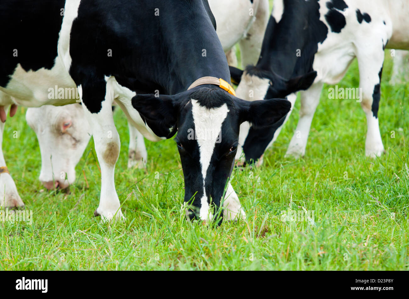 herd of cows in the pasture Stock Photo - Alamy