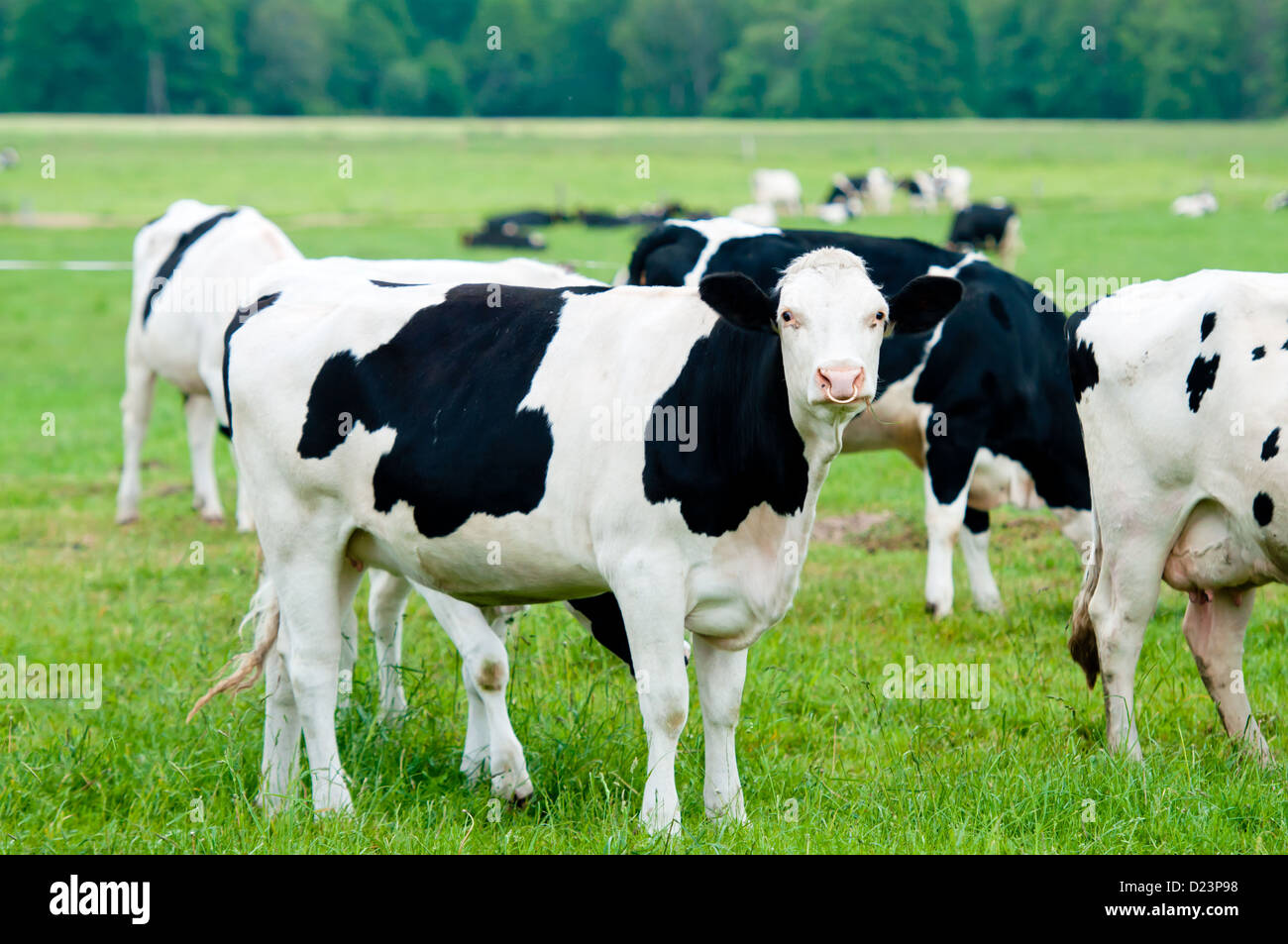 herd of cows in the pasture Stock Photo - Alamy