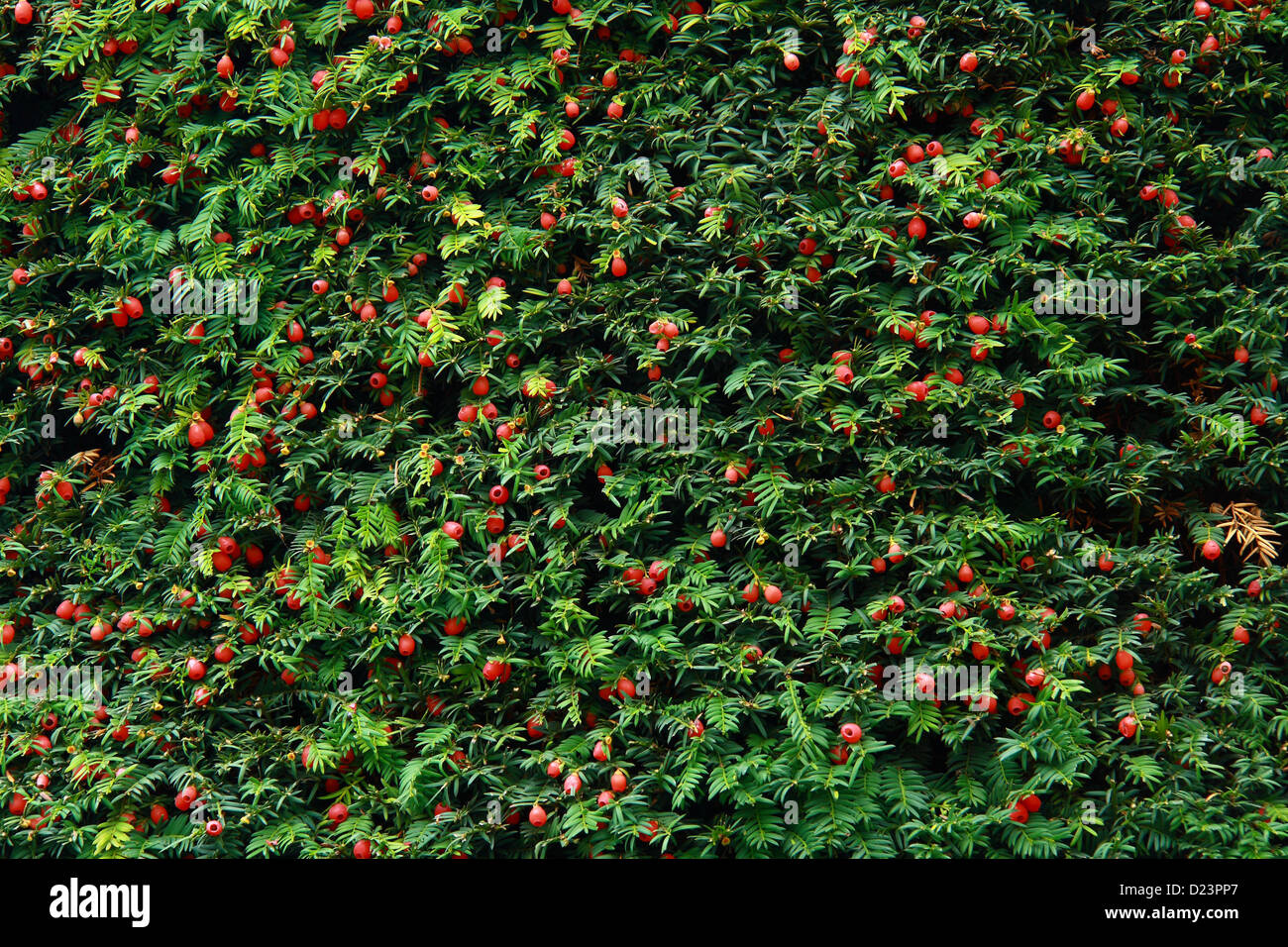 noel tree close up with fruits on it Stock Photo - Alamy