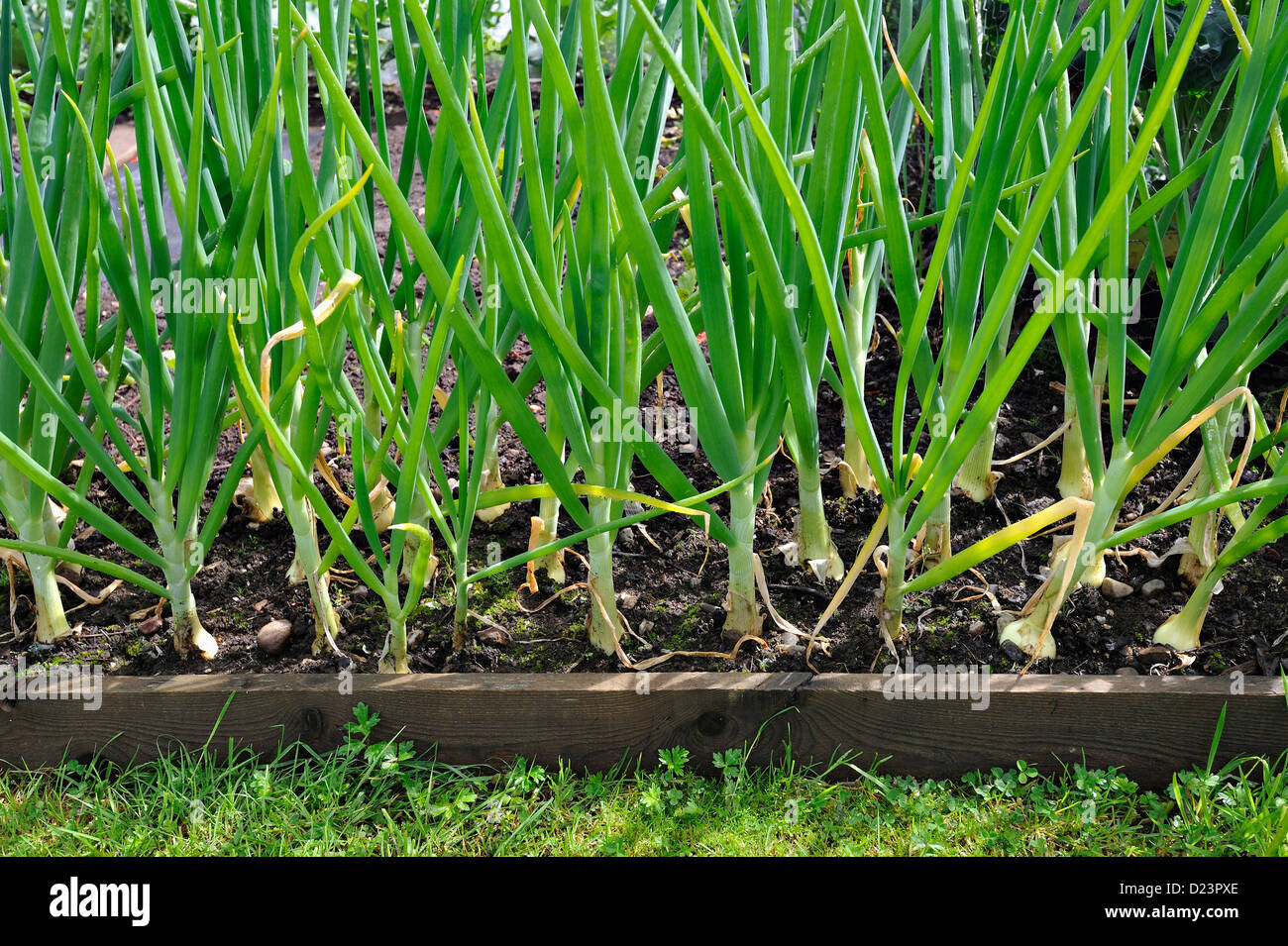 Onions growing in a raised bed Stock Photo Alamy
