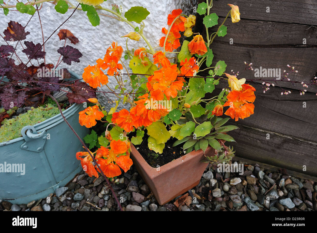 Nasturtiums growing in pots in a suburban garden Stock Photo Alamy