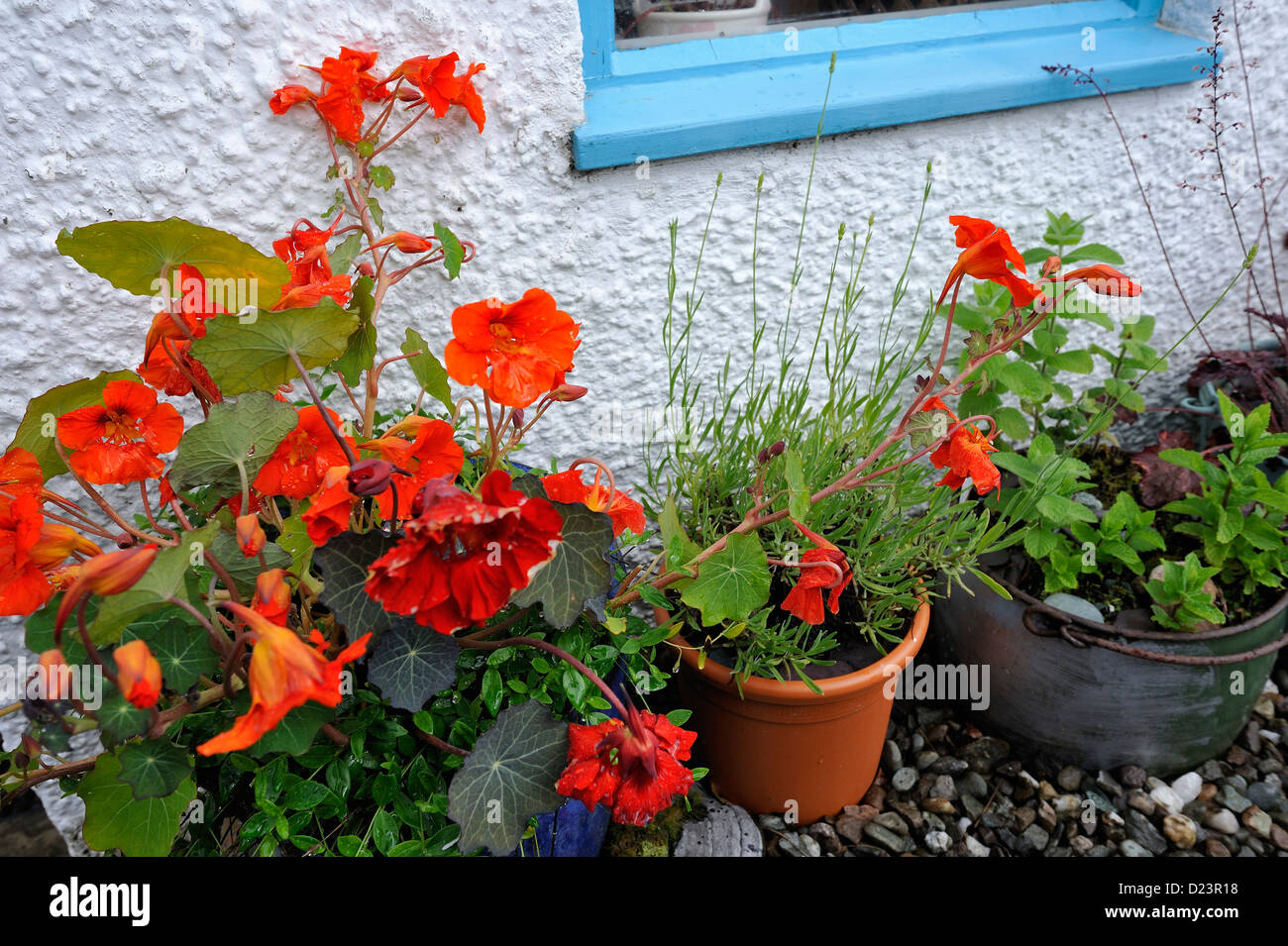Nasturtiums growing in pots in a suburban garden Stock Photo - Alamy